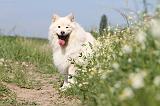 CHIEN FINNOIS DE LAPONIE 484